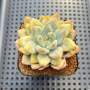 Echeveria sp. Seed-Grown Hand-Picked Flower Village Hybrid 2" Succulent Plant Cutting