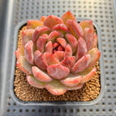 Echeveria sp. Seed-Grown Hand-Picked Flower Village Hybrid 2" Succulent Plant Cutting