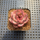 Echeveria sp. Seed-Grown Hand-Picked Flower Village Hybrid 2" Succulent Plant Cutting