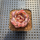 Echeveria sp. Seed-Grown Hand-Picked Flower Village Hybrid 2" Succulent Plant Cutting