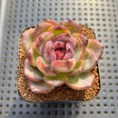 Echeveria sp. Seed-Grown Hand-Picked Flower Village Hybrid 2" Succulent Plant Cutting