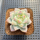 Echeveria sp. Seed-Grown Hand-Picked Flower Village Hybrid 2" Succulent Plant Cutting