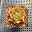 Echeveria sp. Seed-Grown Hand-Picked Flower Village Hybrid 2" Succulent Plant Cutting