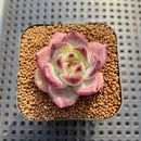 Echeveria sp. Seed-Grown Hand-Picked Flower Village Hybrid 2" Succulent Plant Cutting