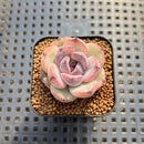 Echeveria sp. Seed-Grown Hand-Picked Flower Village Hybrid 2" Succulent Plant Cutting