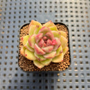 Echeveria sp. Seed-Grown Hand-Picked Flower Village Hybrid 2" Succulent Plant Cutting