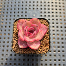 Echeveria sp. Seed-Grown Hand-Picked Flower Village Hybrid 2" Succulent Plant Cutting