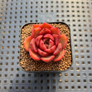 Echeveria sp. Seed-Grown Hand-Picked Flower Village Hybrid 2" Succulent Plant Cutting