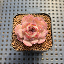 Echeveria sp. Seed-Grown Hand-Picked Flower Village Hybrid 2" Succulent Plant Cutting
