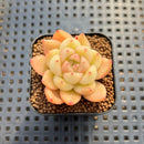 Echeveria sp. Seed-Grown Hand-Picked Flower Village Hybrid 2" Succulent Plant Cutting