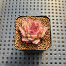 Echeveria sp. Seed-Grown Hand-Picked Flower Village Hybrid 2" Succulent Plant Cutting