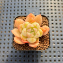 Echeveria sp. Seed-Grown Hand-Picked Flower Village Hybrid 2" Succulent Plant Cutting
