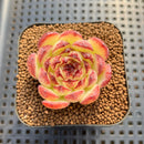 Echeveria sp. Seed-Grown Hand-Picked Flower Village Hybrid 2" Succulent Plant Cutting