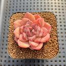 Echeveria sp. Seed-Grown Hand-Picked Flower Village Hybrid 2" Succulent Plant Cutting