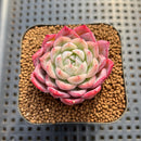 Echeveria sp. Seed-Grown Hand-Picked Flower Village Hybrid 2" Succulent Plant Cutting