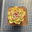 Echeveria sp. Seed-Grown Hand-Picked Flower Village Hybrid 2" Succulent Plant Cutting
