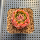 Echeveria sp. Seed-Grown Hand-Picked Flower Village Hybrid 2" Succulent Plant Cutting