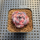 Echeveria sp. Seed-Grown Hand-Picked Flower Village Hybrid 2" Succulent Plant Cutting