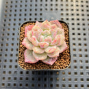Echeveria sp. Seed-Grown Hand-Picked Flower Village Hybrid 2" Succulent Plant Cutting