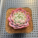 Echeveria sp. Seed-Grown Hand-Picked Flower Village Hybrid 2" Succulent Plant Cutting