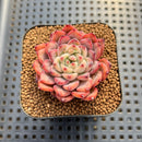 Echeveria sp. Seed-Grown Hand-Picked Flower Village Hybrid 2" Succulent Plant Cutting