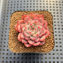 Echeveria sp. Seed-Grown Hand-Picked Flower Village Hybrid 2" Succulent Plant Cutting