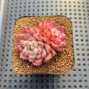 Echeveria sp. Seed-Grown Hand-Picked Flower Village Hybrid 2" Succulent Plant Cutting