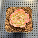 Echeveria sp. Seed-Grown Hand-Picked Flower Village Hybrid 2" Succulent Plant Cutting