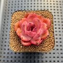 Echeveria sp. Seed-Grown Hand-Picked Flower Village Hybrid 2" Succulent Plant Cutting