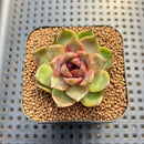 Echeveria sp. Seed-Grown Hand-Picked Flower Village Hybrid 2" Succulent Plant Cutting