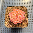 Echeveria sp. Seed-Grown Hand-Picked Flower Village Hybrid 2" Succulent Plant Cutting