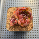 Echeveria sp. Seed-Grown Hand-Picked Flower Village Hybrid 2" Succulent Plant Cutting