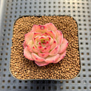 Echeveria sp. Seed-Grown Hand-Picked Flower Village Hybrid 2" Succulent Plant Cutting