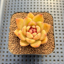 Echeveria sp. Seed-Grown Hand-Picked Flower Village Hybrid 2" Succulent Plant Cutting