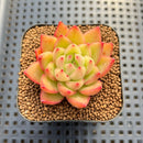 Echeveria sp. Seed-Grown Hand-Picked Flower Village Hybrid 2" Succulent Plant Cutting