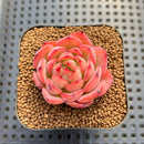 Echeveria sp. Seed-Grown Hand-Picked Flower Village Hybrid 2" Succulent Plant Cutting