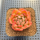 Echeveria sp. Seed-Grown Hand-Picked Flower Village Hybrid 2" Succulent Plant Cutting