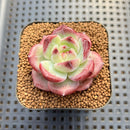 Echeveria sp. Seed-Grown Hand-Picked Flower Village Hybrid 2" Succulent Plant Cutting