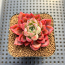 Echeveria sp. Seed-Grown Hand-Picked Flower Village Hybrid 2" Succulent Plant Cutting