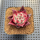 Echeveria Agavoides sp. 2" Succulent Plant Cutting