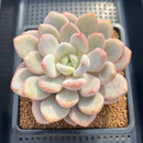 Graptoveria 'Queens Bowl' 4" Succulent Plant Cutting