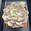 Graptoveria 'Queens Bowl' 4" Succulent Plant Cutting