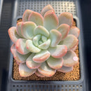 Graptoveria 'Queens Bowl' 4" Succulent Plant Cutting