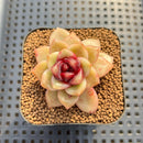 Echeveria 'Blood Maria' Hybrid Selected-Clone 2" Flower Village Hybrid Succulent Plant Cutting