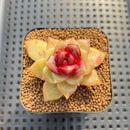 Echeveria 'Blood Maria' Hybrid Selected-Clone 2" Flower Village Hybrid Succulent Plant Cutting