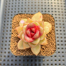 Echeveria 'Blood Maria' Hybrid Selected-Clone 2" Flower Village Hybrid Succulent Plant Cutting