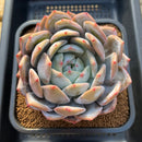 Echeveria 'Dyu Dyu' (듀듀) 4"-5" Large Succulent Plant Cutting