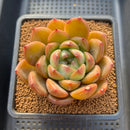 Echeveria 'Snowflake' Hybrid Jelly Type 3" Succulent Plant Cutting