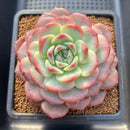 Echeveria 'Pumpkin' 4" Large Succulent Plant Cutting