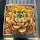 Echeveria 'Snowflake' Hybrid Jelly Type 3" Succulent Plant Cutting